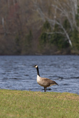 Canada Goose on the shore of Arrowhead Lake