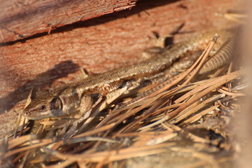 Viviparous lizard, Zootoca vivipara, bathing in the sun