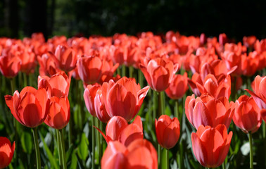 Obraz premium Blossoming tulips closeup.
