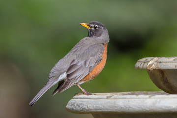 American Robin in Alaska