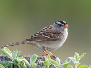White-crowned Sparrow