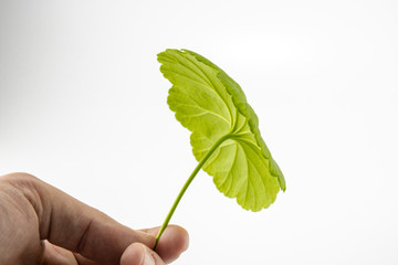 The green leaf of the Latin flower was taken by hand. White background