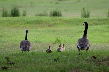 A family of Canada geese take a stroll across the field of a southern farm, headed for the pond.