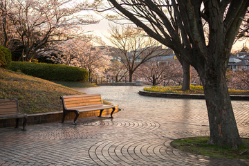 chiba, japan, 04/03/2019 , view of Aobanomori park. Shadows and lights during sunset.