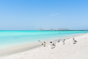 Fototapeta na wymiar Beautiful Caribbean beach, in Los Roques Archipelago, Venezuela