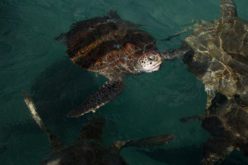 Endangered hawksbill sea turtle swimming in dark green textured water, head above water with moody natural light