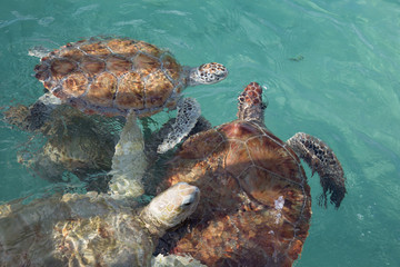 Group of hawksbill sea turtles at the surface in clear teal water