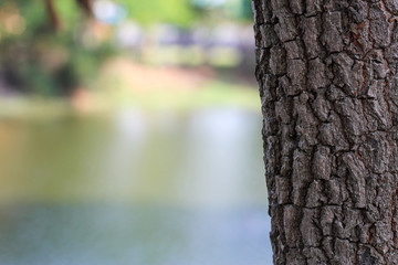 Fototapeta premium The bark of an old tree. Larch bark.. Detailed bark texture.