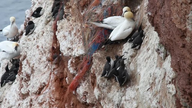 A small colony of Common Murre (Uria aalge) on the island of Helgoland on a rock nestles next to a Northern gannet (Morus bassanus).