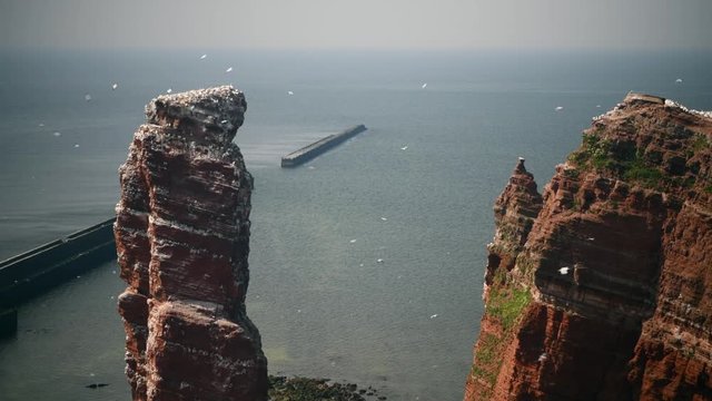 Northern gannets (Morus bassanus) nesting on a rock (Long Anna). Large colony of birds on the island of Helgoland. No people.