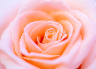 Pink rose flower close up.