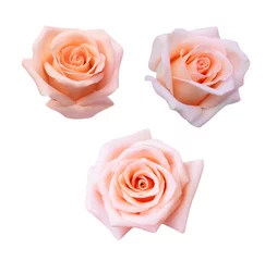 Stoff pro Meter Collection of  pink rose isolated on white background, soft focus and clipping path © phatthanit