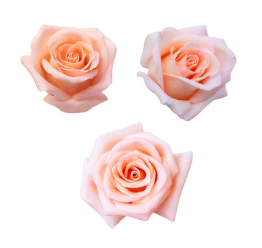 Collection of  pink rose isolated on white background, soft focus and clipping path