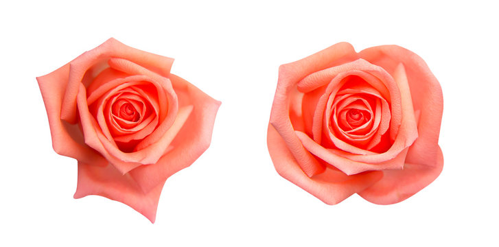 Collection of  orange rose isolated on black background, soft focus and clipping path