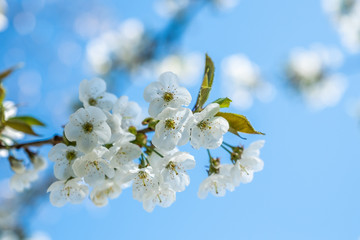 Fleurs de pommier blanches