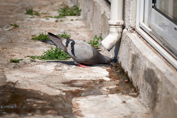 Pigeon drinking water on hot summer day. Water is critical for birds during drought