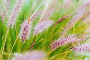 Obraz premium Colorful flowers in purple spikes, purple fountain grass, close-up useful as a natural relaxation background.