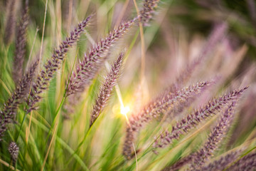 Colorful flowers in purple spikes, purple fountain grass, close-up useful as a natural relaxation background.