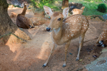 Deer / Looking Deer / Curios Deer / Zoo Dee