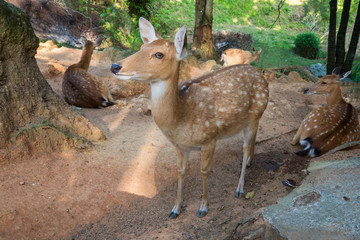 Deer / Looking Deer / Curios Deer / Zoo Dee