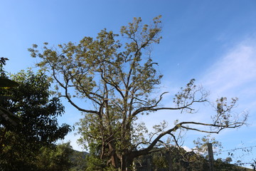 tree and blue sky