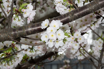 Cherry blossoms 2019
