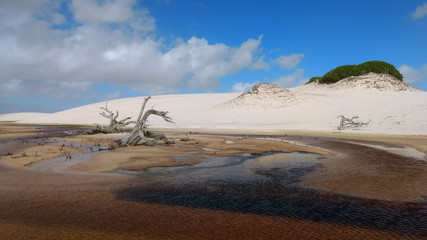 river between dunes with dry tree