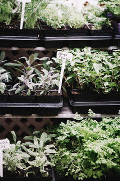 Plants herbs for sell at the local market