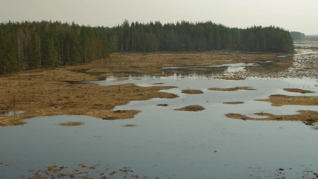 Panorama of Swamp Field In Cepkeliai reserve in Lithuania. Zoom in.
