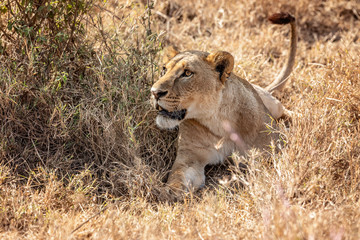 Fototapeta na wymiar Lioness laying in the grass on alert