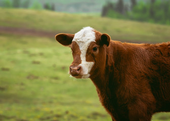 A Young Calf in Northern Alberta