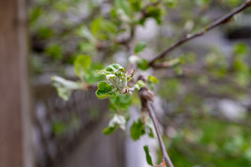 Apple tree nodes about to blossom into flowers for pollinating fruit, on a fruit tree.