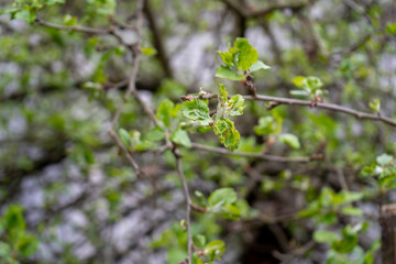 Apple tree nodes about to blossom into flowers for pollinating fruit, on a fruit tree.