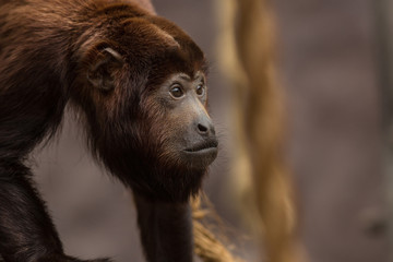Brown ape