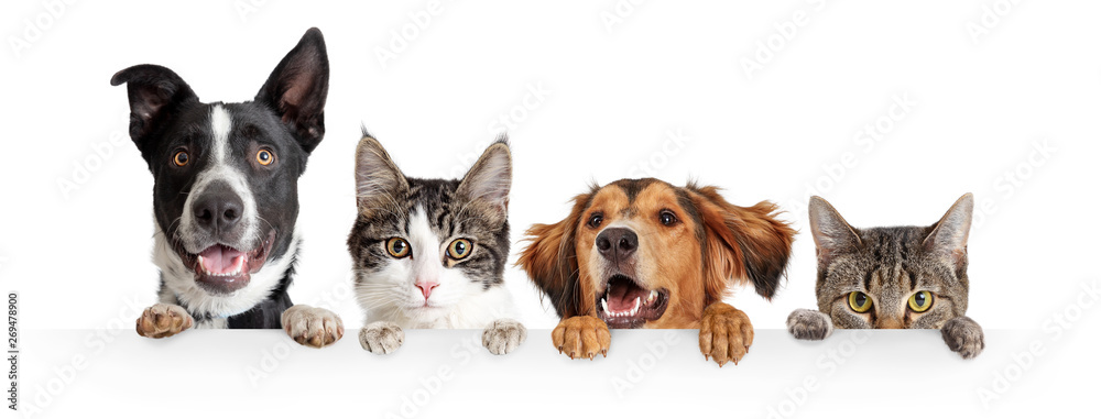 Wall mural cats and dogs peeking over white web banner