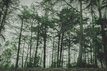 Tall trees on a cloudy day