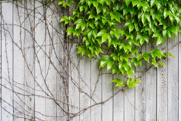 Ivy on weathered wood fence