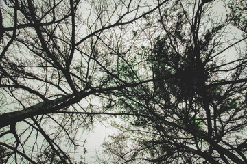 Looking up into the trees on a cloudy day
