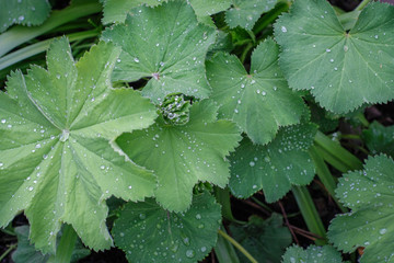 Garden leaves with spring raindrops