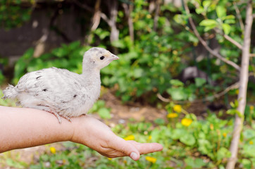 Obraz premium Woman farmer holding a little chicken in her hands against the background of grass. Farm birds, cubs.