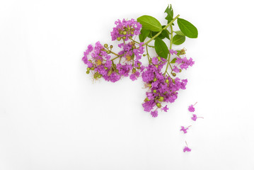 Beautiful purple flower bouquet is blooming put on white wood