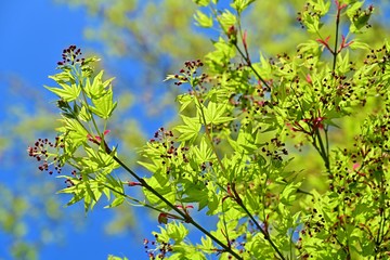 青空バックに満開の青モミジ