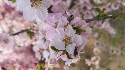 Obraz premium 공원에서 찍은 꽃사진입니다.