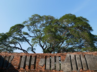 Wall and Tree