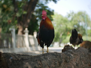 cock and hen