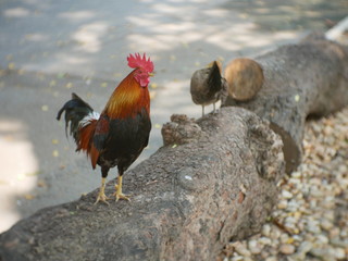 rooster and hen