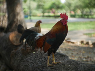 rooster on farm
