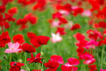 初夏・ポピーの花