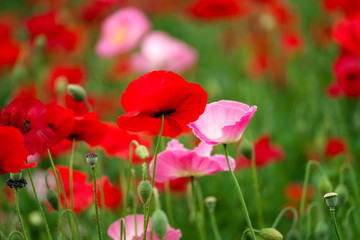 初夏・ポピーの花
