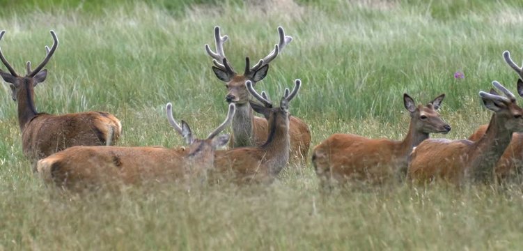 Red Deer in field, Loch Hourn, landscape, Scotland